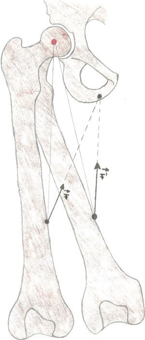 Adduktoren Grafik Biomechanik