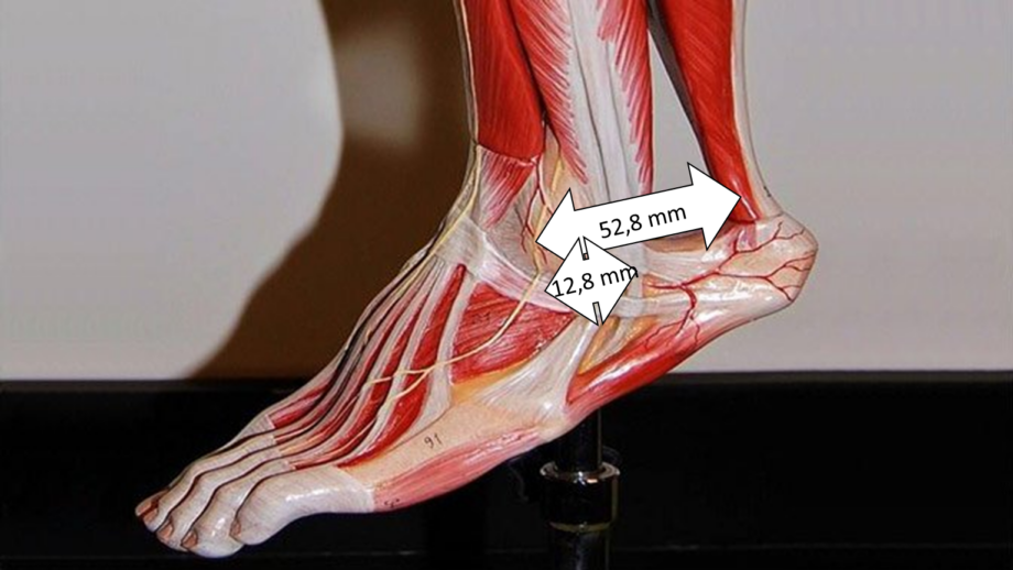 Hebelarmlänge am Sprunggelenk von den Wadenmuskeln und dem Tibialis anterior (Stabilisator).