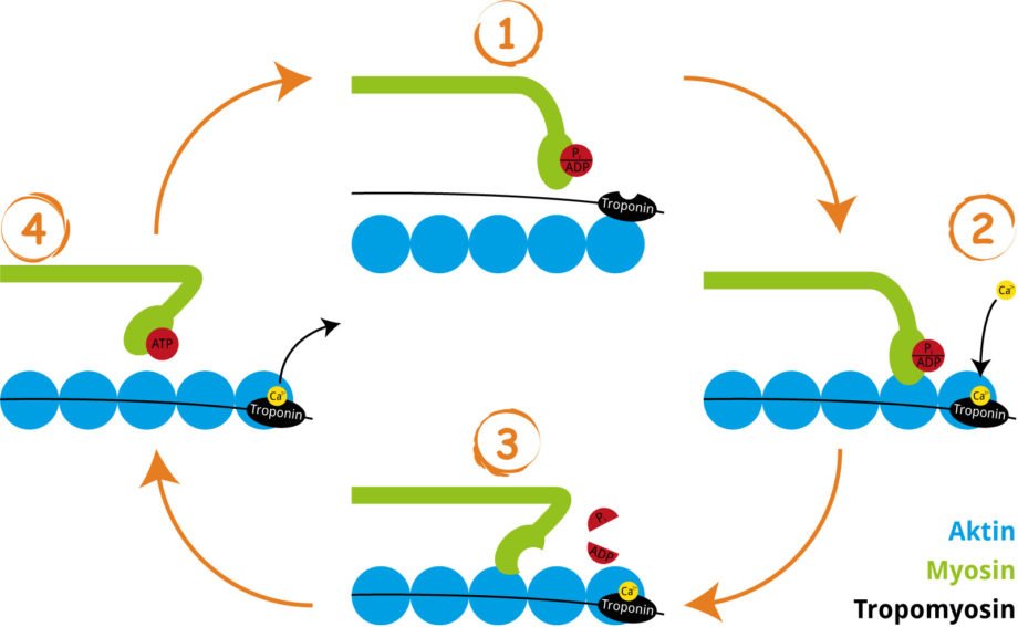 Dieser schematische Ablauf des Querbrückenzyklus verdeutlicht den Kraftschlag der Myosinköpfchen