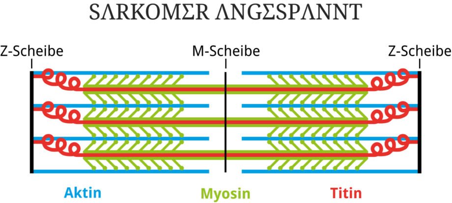 Schematischer Aufbau eines Sarkomer im angespannten Zustand