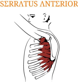 M. serratus anterior